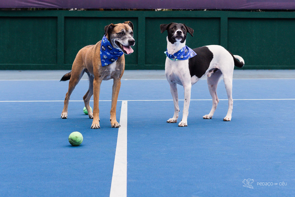ensaio pet externo clube de tênis