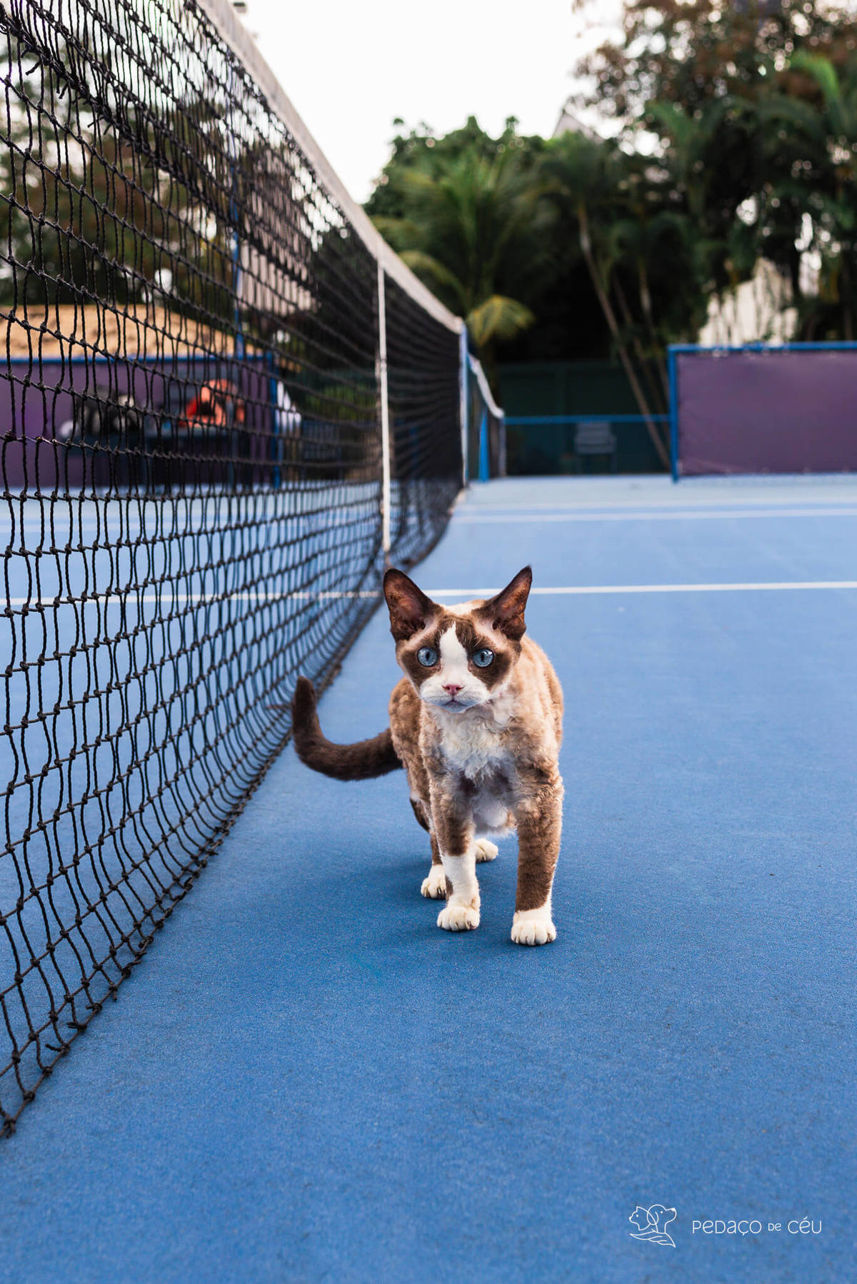 ensaio gato externo clube de tênis
