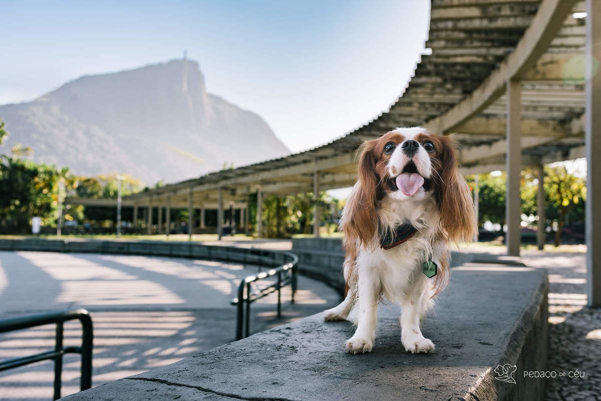 ensaio pet cavalier rio de janeiro