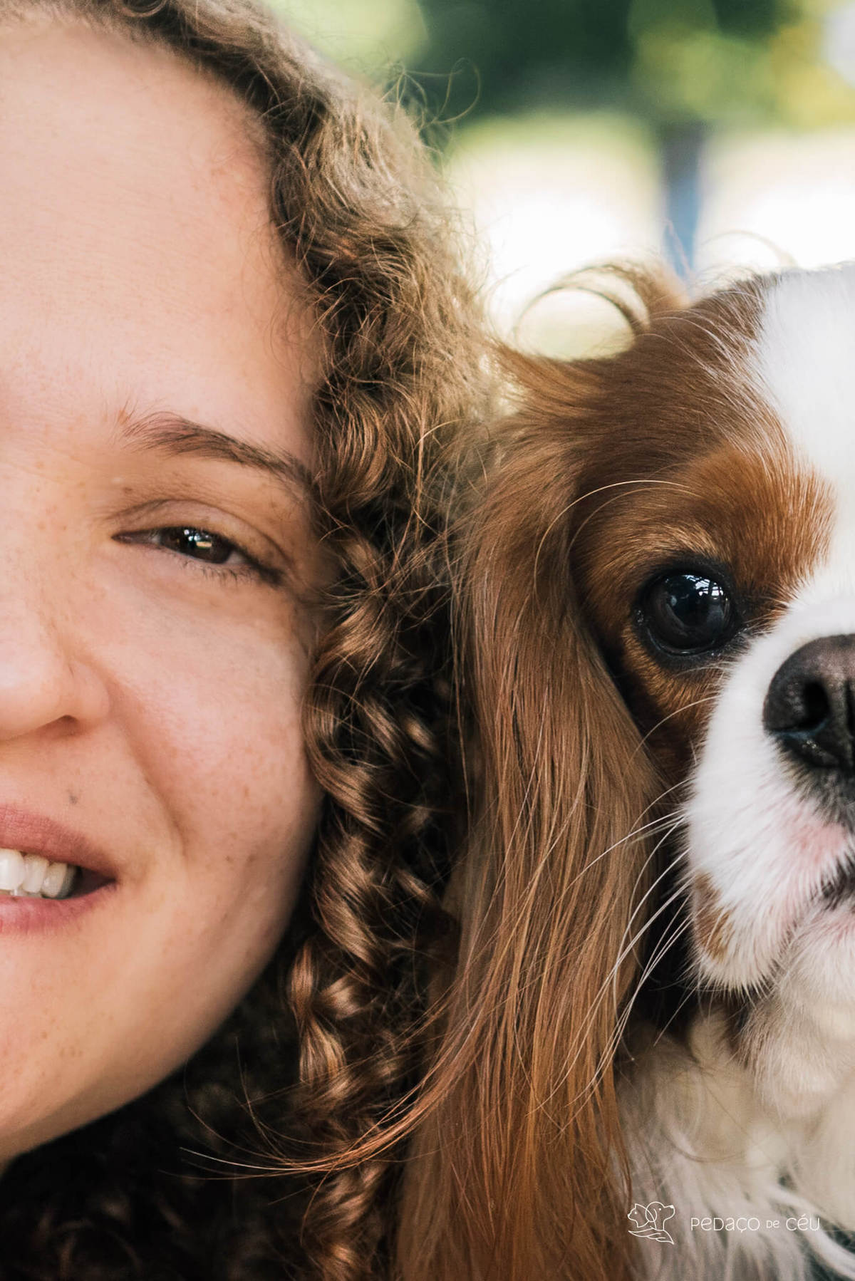 ensaio pet cavalier rio de janeiro
