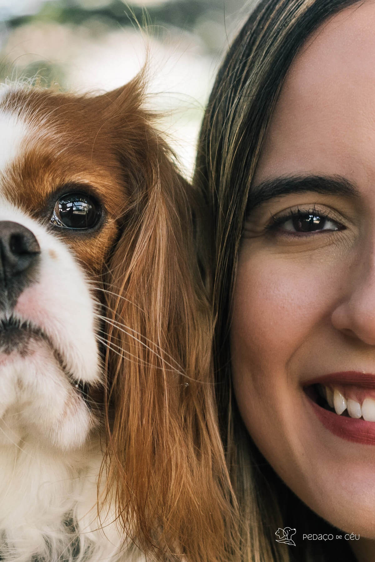 ensaio pet cavalier rio de janeiro