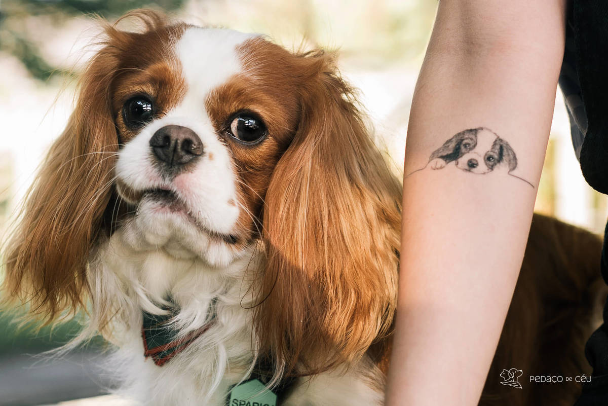 ensaio pet cavalier rio de janeiro