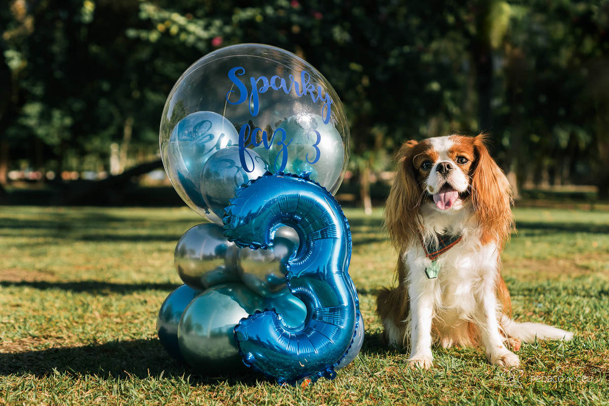 ensaio pet cavalier rio de janeiro