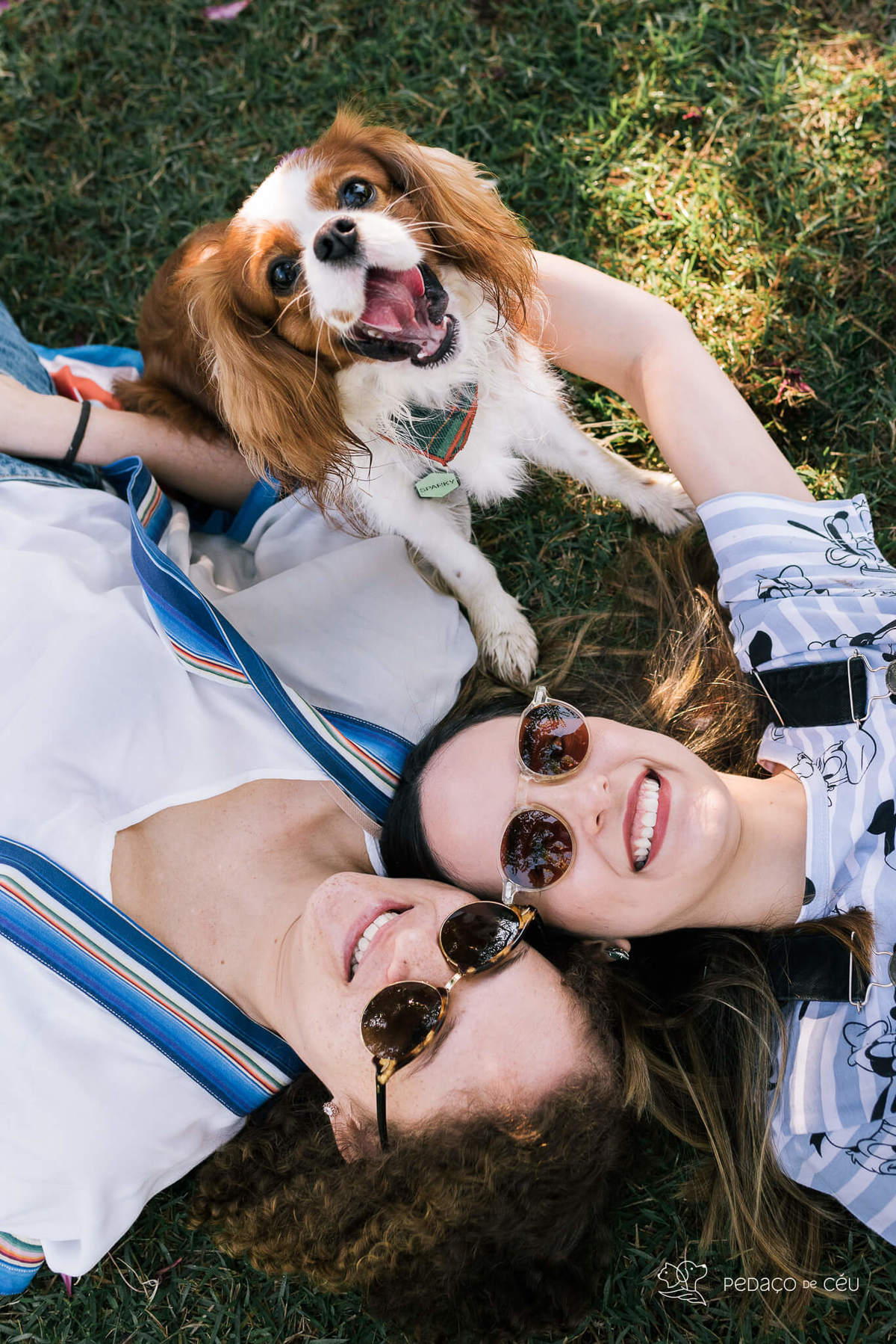 ensaio pet cavalier rio de janeiro