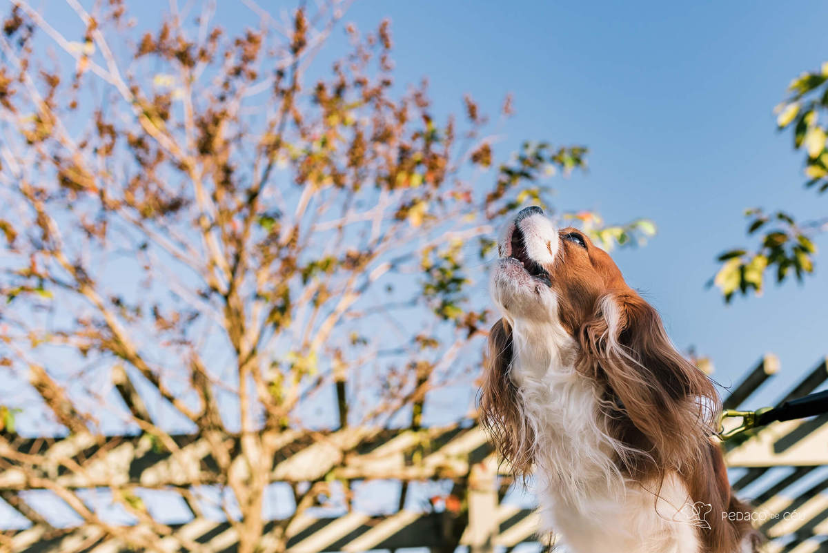 ensaio pet cavalier rio de janeiro