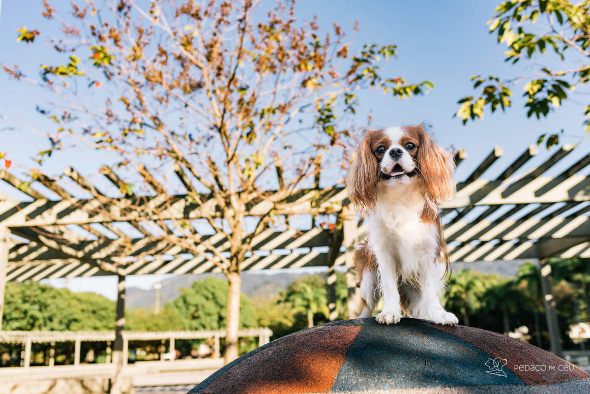 ensaio pet cavalier rio de janeiro