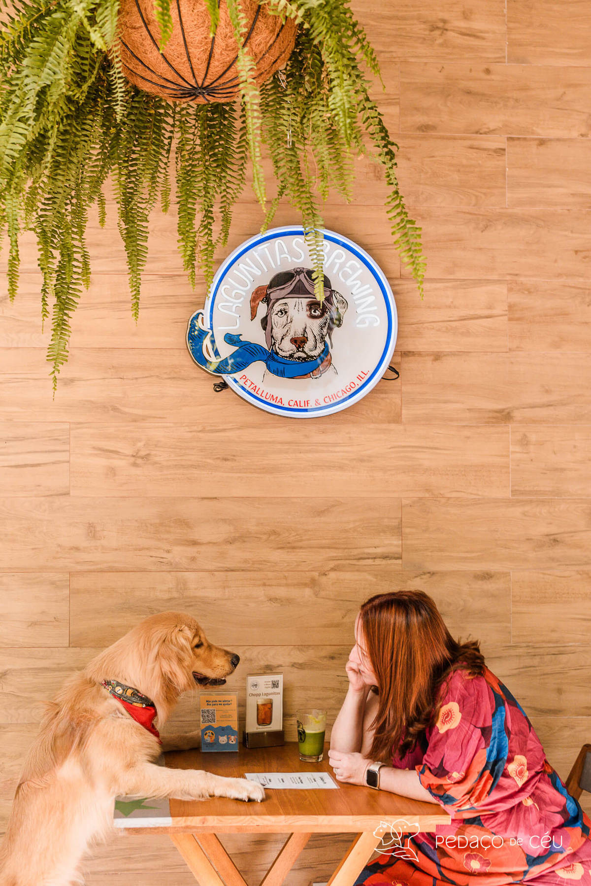 Ensaio pet golden retriver em restaurante Rio de Janeiro