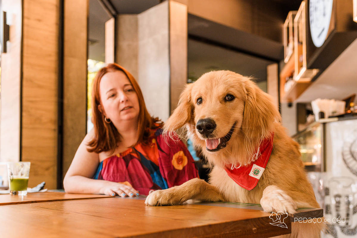 Ensaio pet golden retriver em restaurante Rio de Janeiro