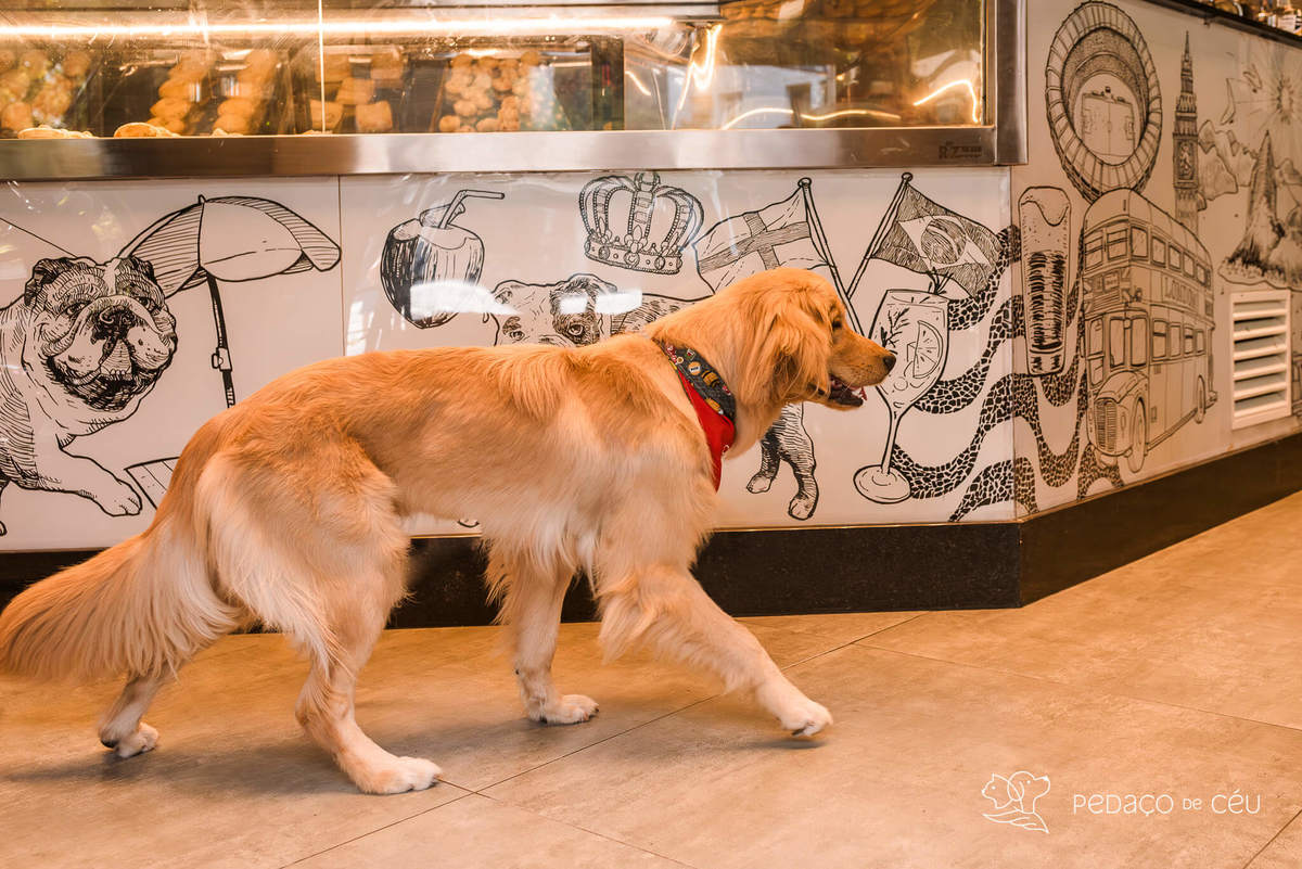 Ensaio pet golden retriver em restaurante Rio de Janeiro