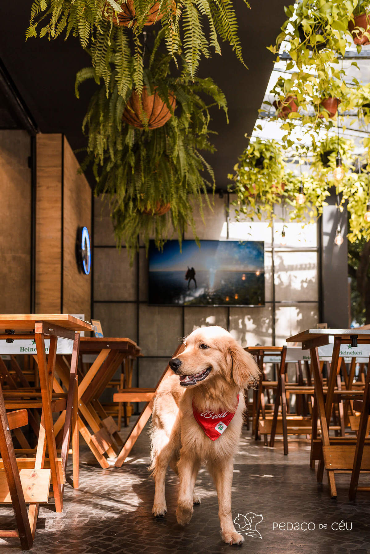 Ensaio pet golden retriver em restaurante Rio de Janeiro