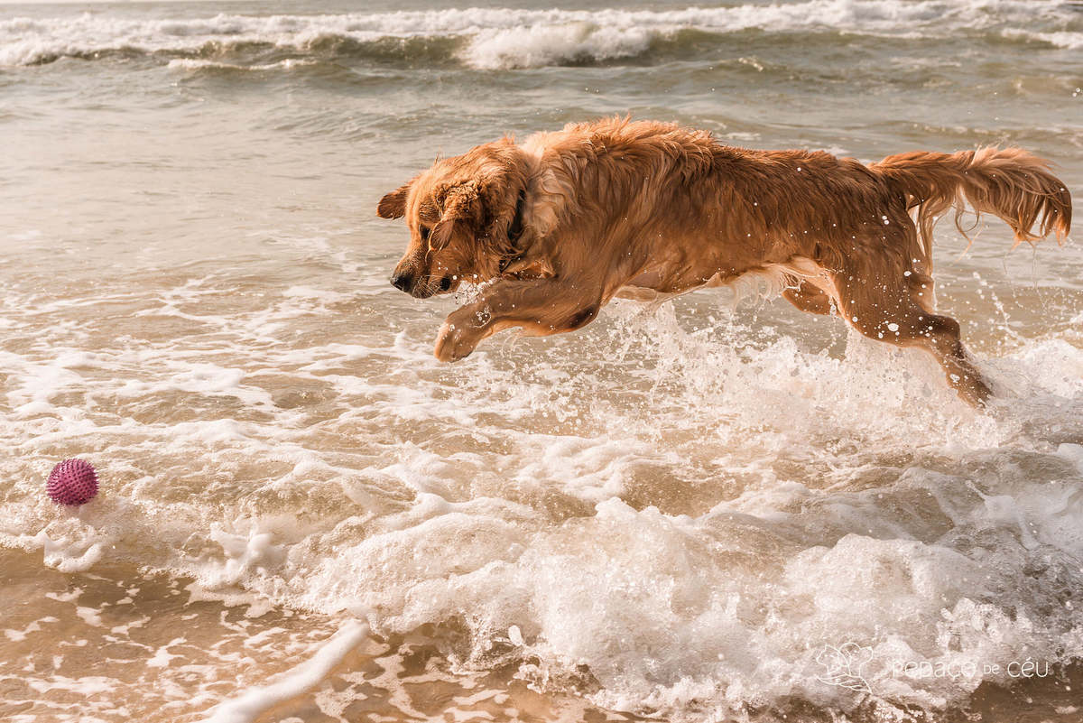 Golden retriever praia do Arpoador RJ Ensaio Pet