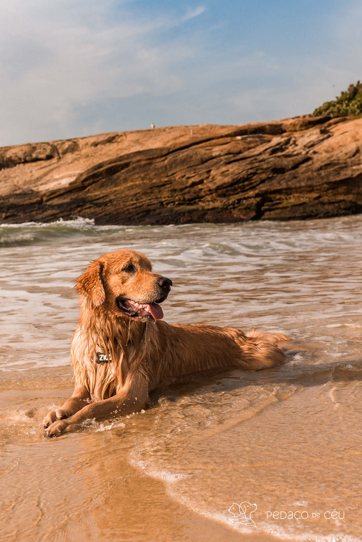 Golden retriever praia do Arpoador RJ Ensaio Pet