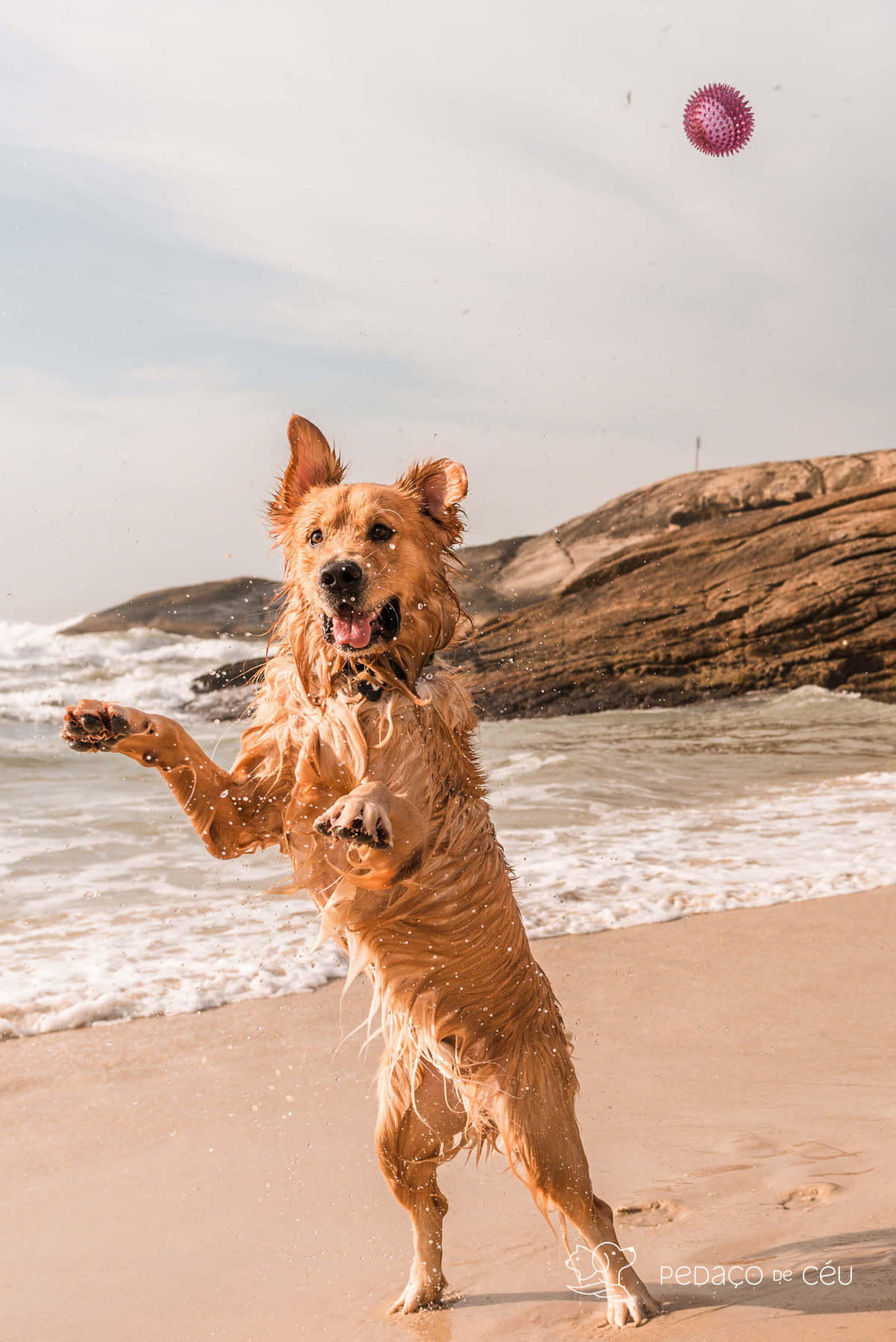 Golden retriever praia do Arpoador RJ Ensaio Pet