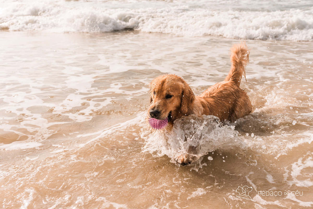Golden retriever praia do Arpoador RJ Ensaio Pet