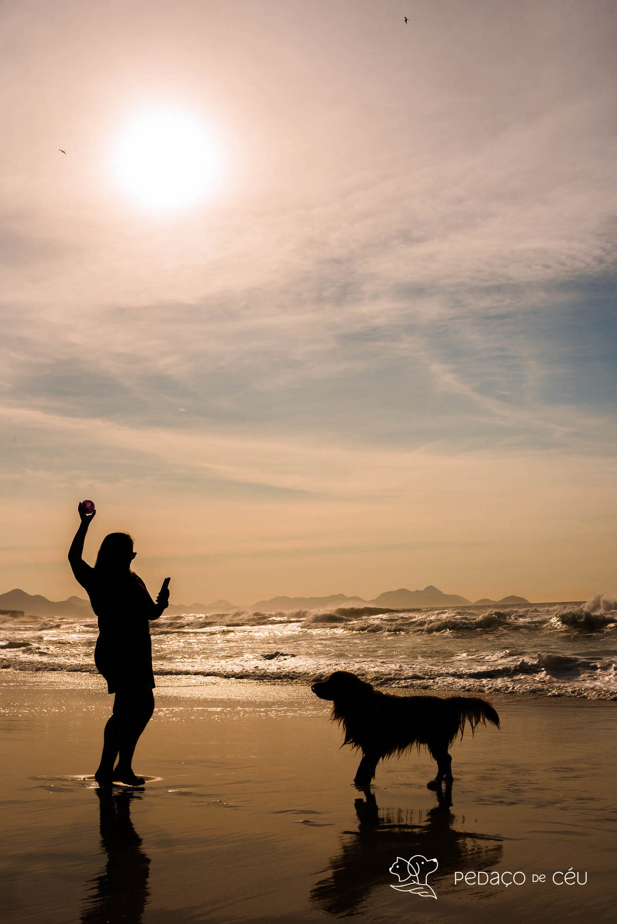 Golden retriever praia do Arpoador RJ Ensaio Pet