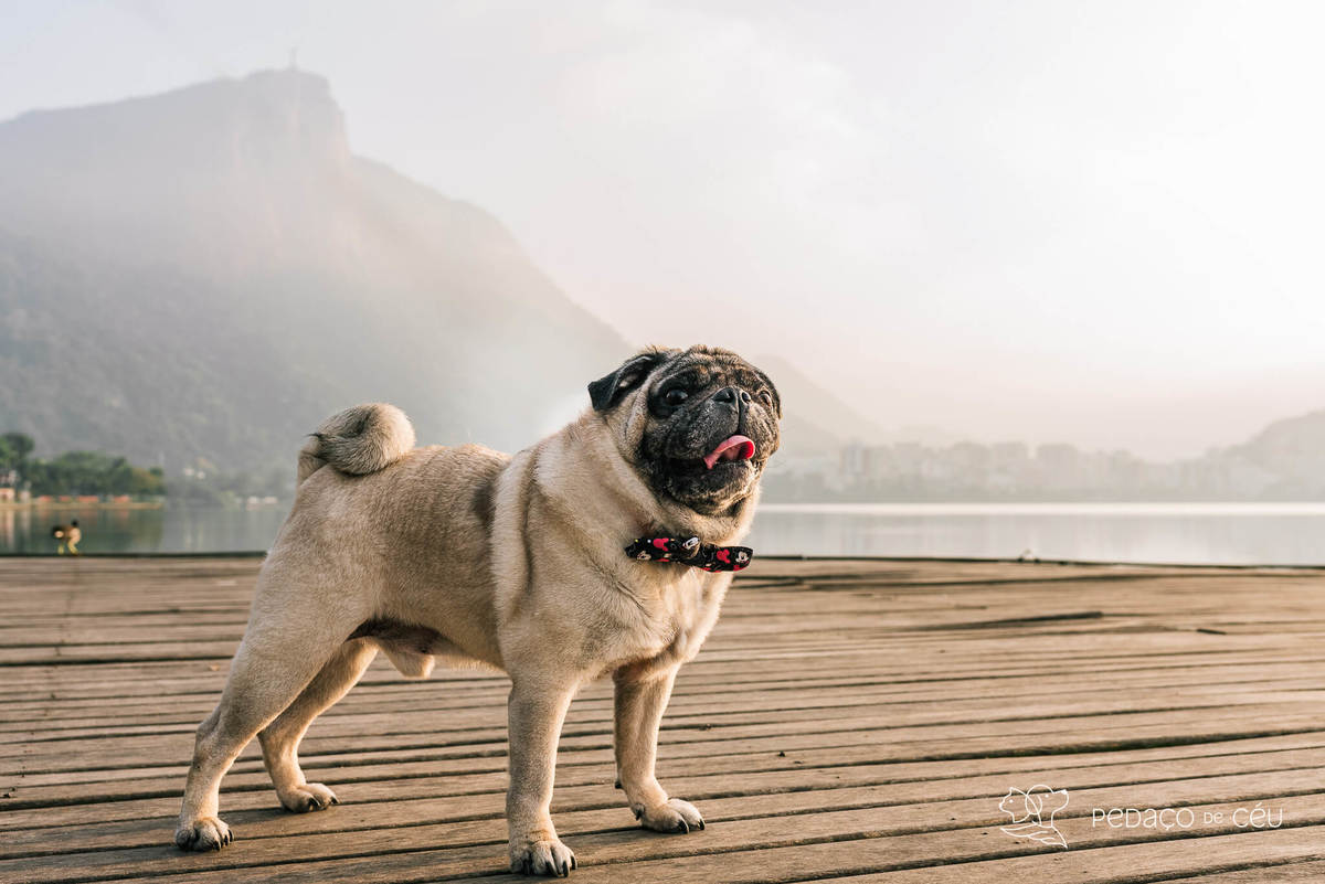 ensaio pet pug rio de janeiro