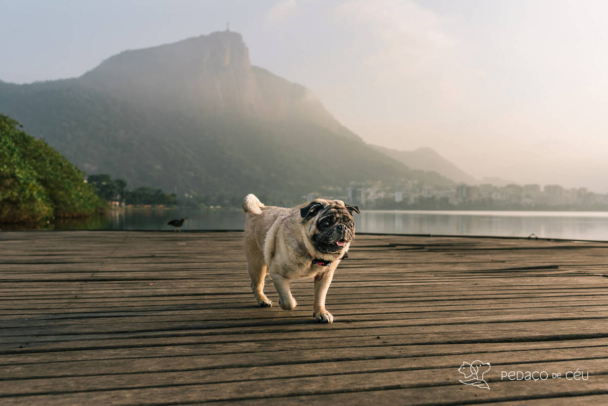 ensaio pet pug rio de janeiro