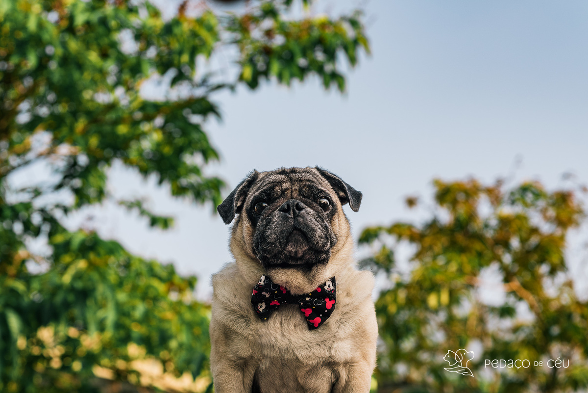 ensaio pet pug rio de janeiro