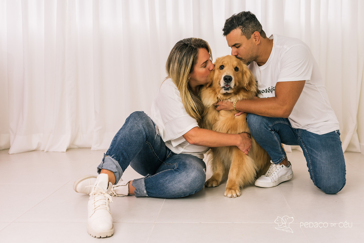 ensaio estúdio pet golden retriever barra da tijuca rio de janeiro