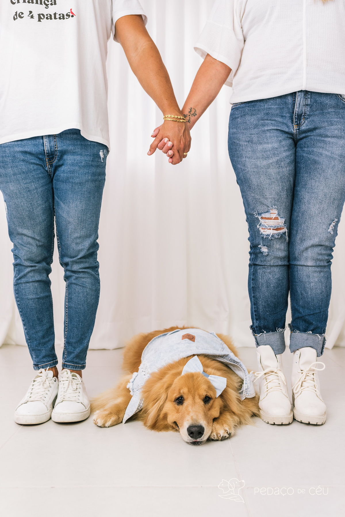 ensaio estúdio pet golden retriever barra da tijuca rio de janeiro