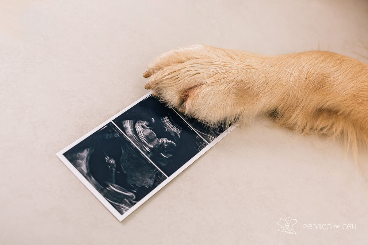 ensaio gestante com pet - Golden gestante