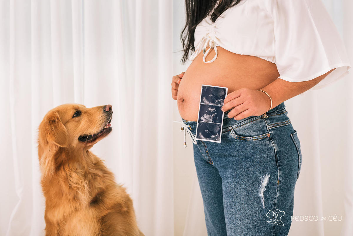 ensaio gestante com pet - Golden gestante