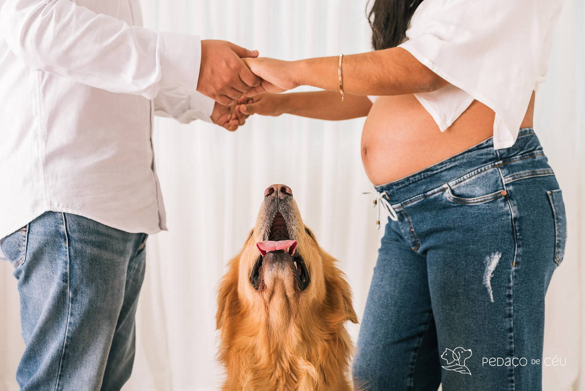 ensaio gestante com pet - Golden gestante