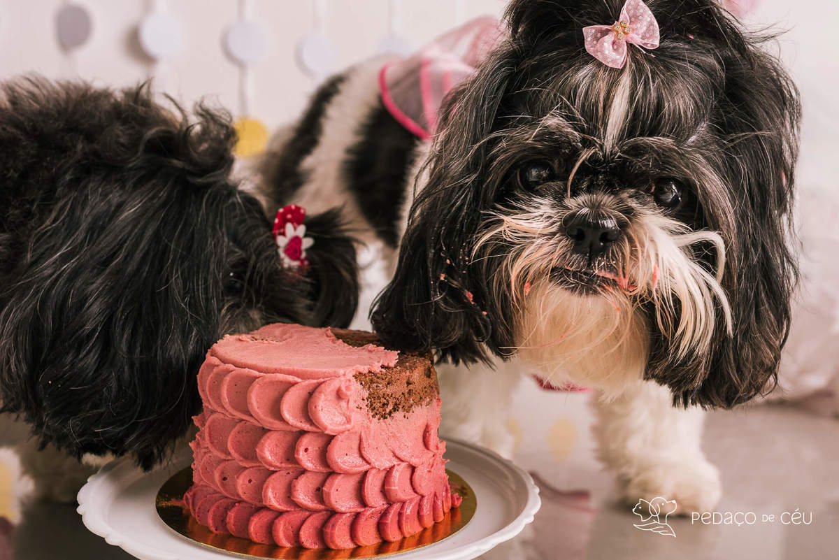 Cake smash pet em estúdio fotográfico Barra da Tijuca