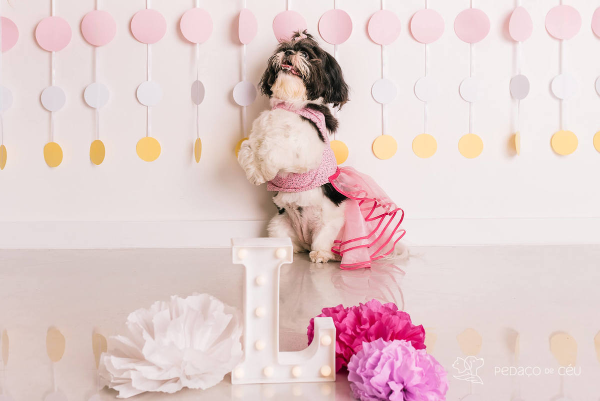 Cake smash pet em estúdio fotográfico Barra da Tijuca