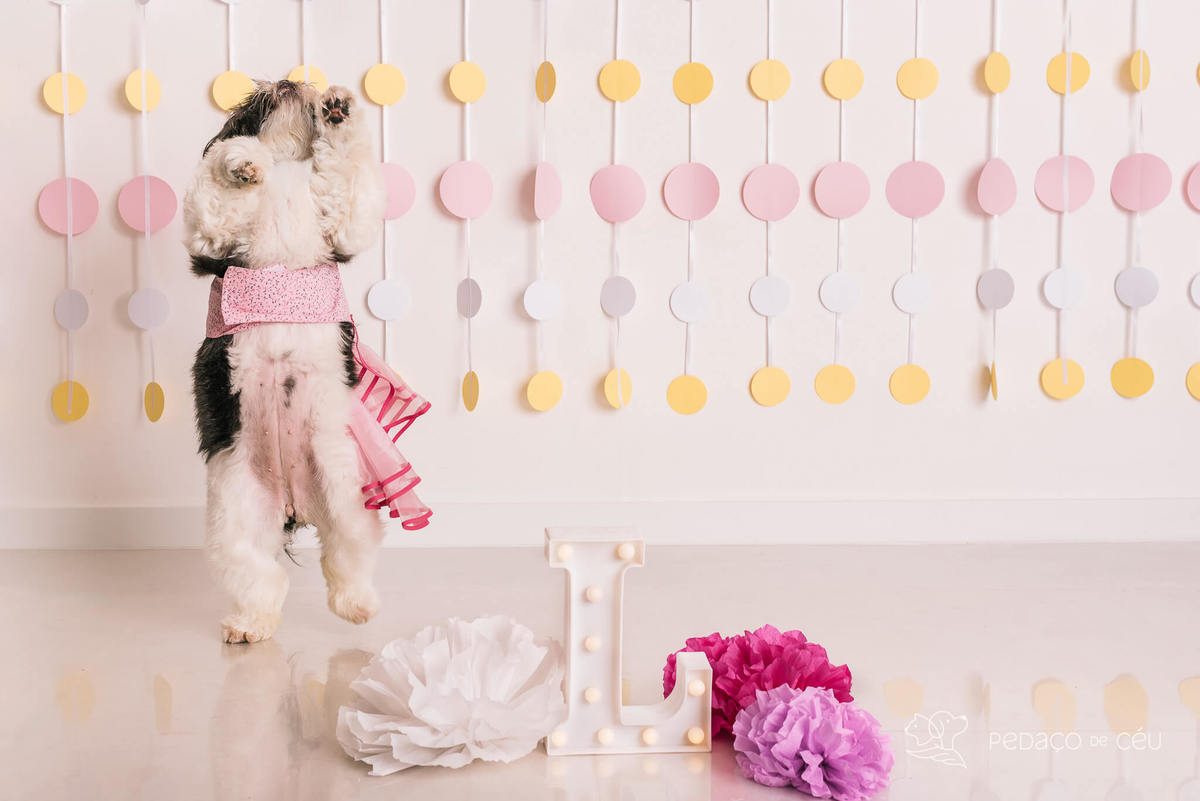 Cake smash pet em estúdio fotográfico Barra da Tijuca