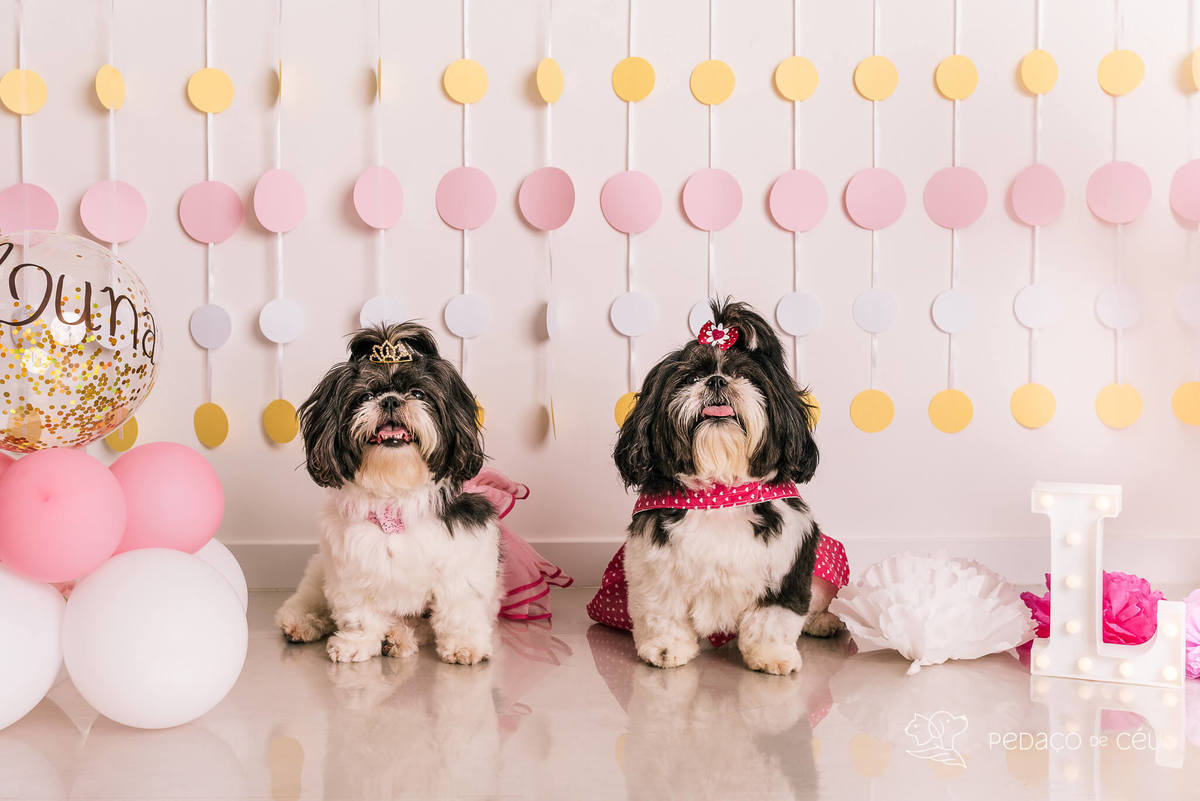 Cake smash pet em estúdio fotográfico Barra da Tijuca
