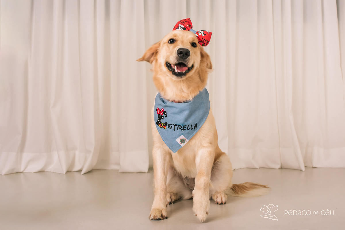 ensaio fotográfico golden estúdio rio de janeiro