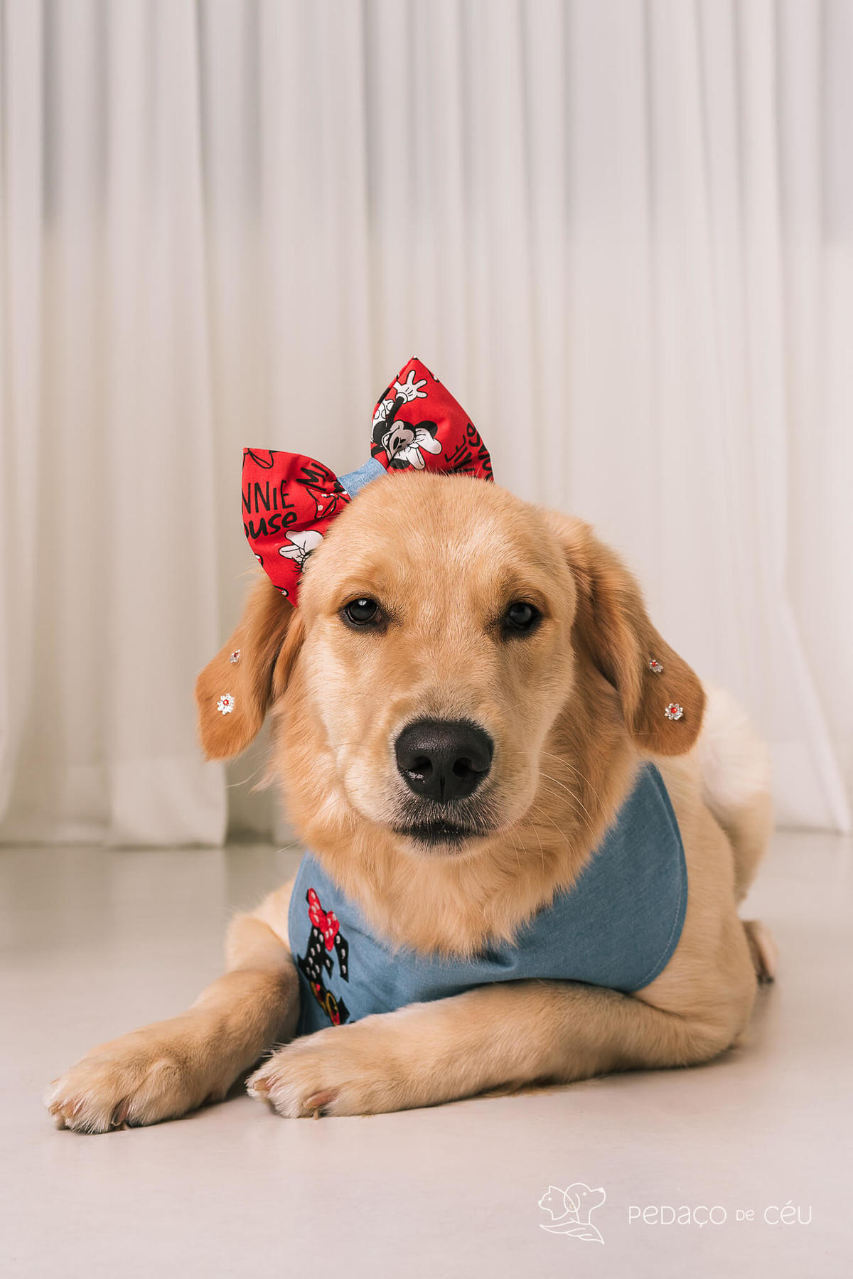 ensaio fotográfico golden estúdio rio de janeiro