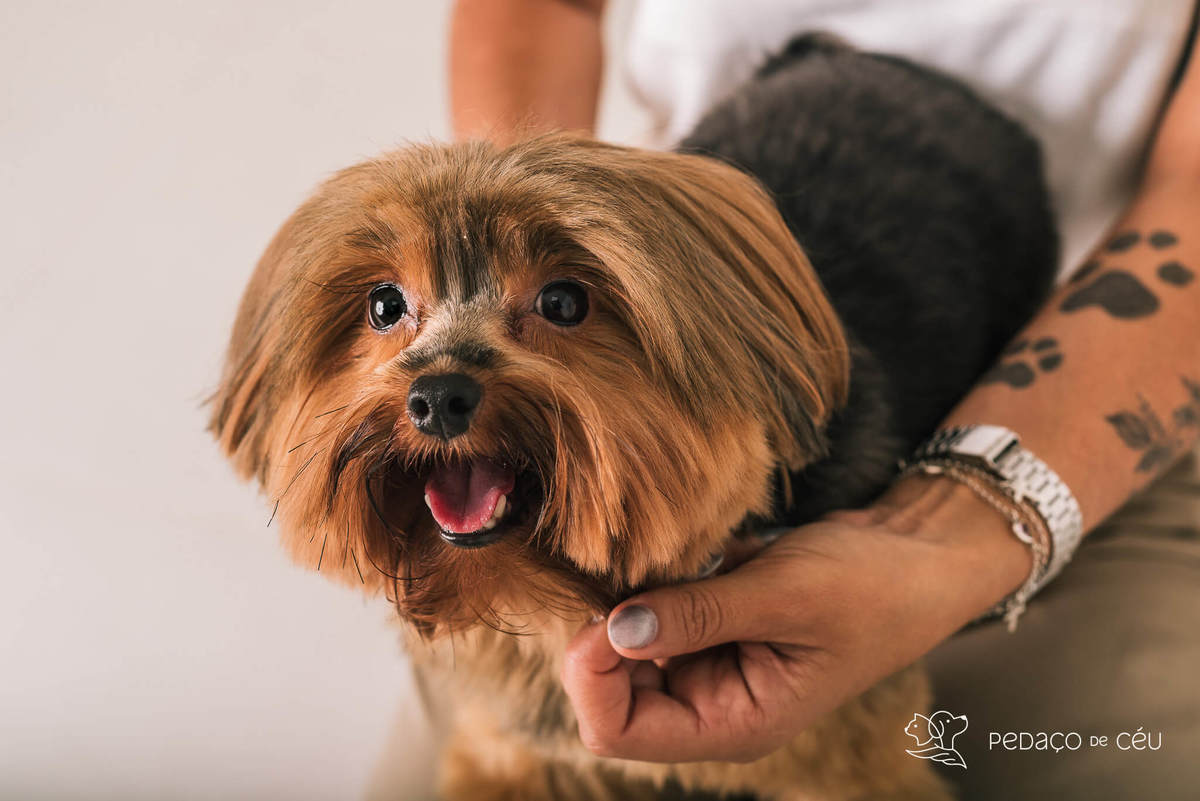 ensaio estúdio com pet rio de janeiro
