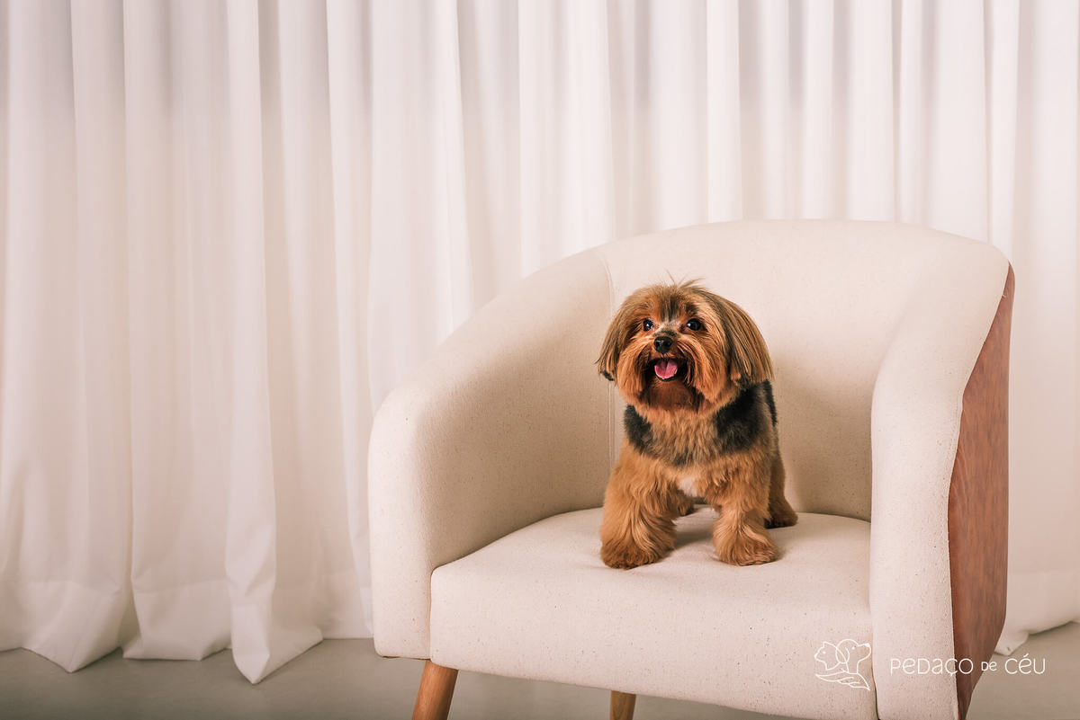 ensaio yorkshire estúdio com pet rio de janeiro