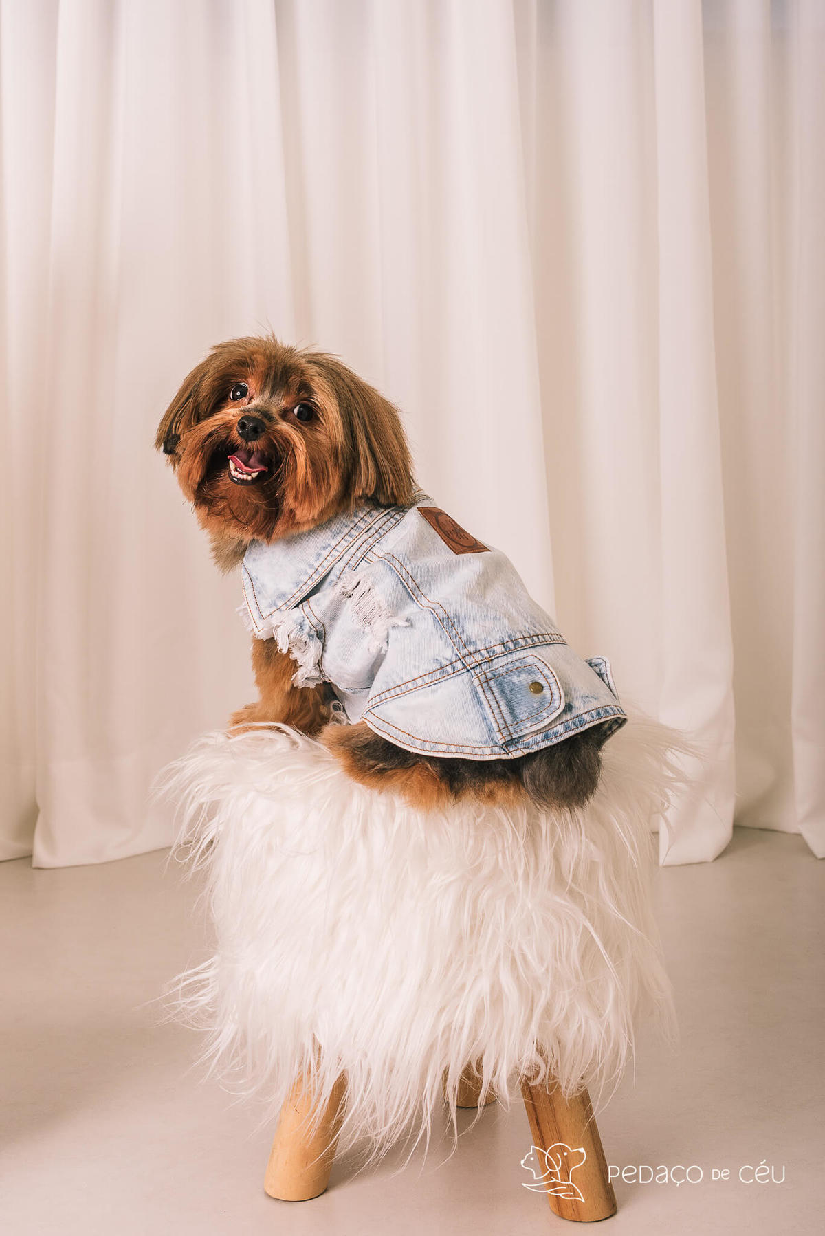 ensaio yorkshire estúdio com pet rio de janeiro