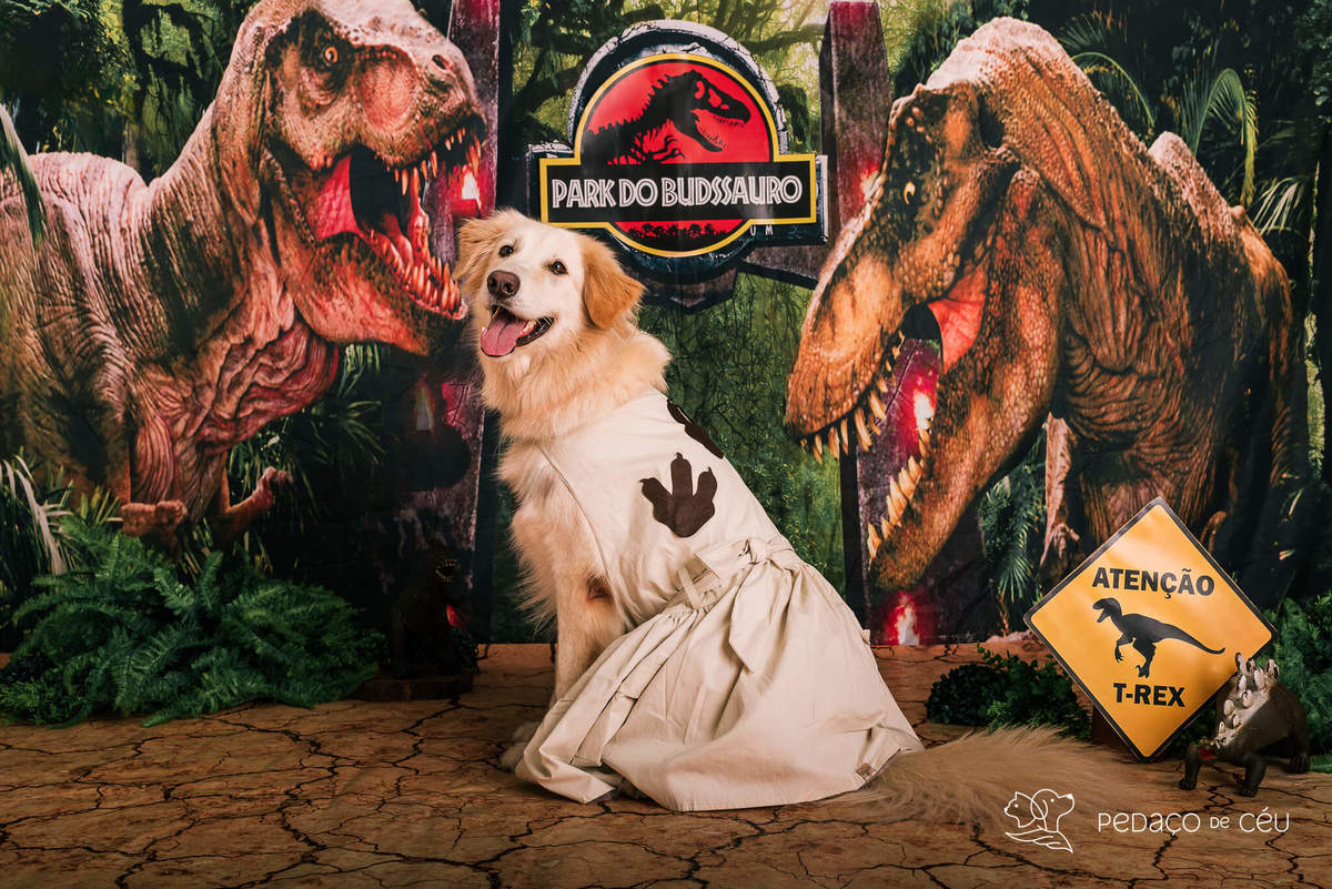 Ensaio pet de aniversário estúdio pet friendly rio de ajneiro