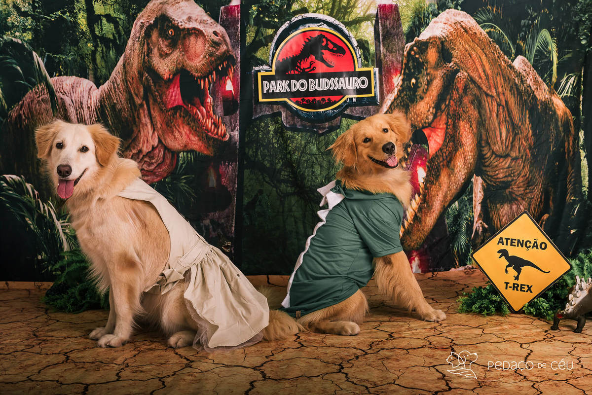 Ensaio pet de aniversário estúdio pet friendly rio de ajneiro