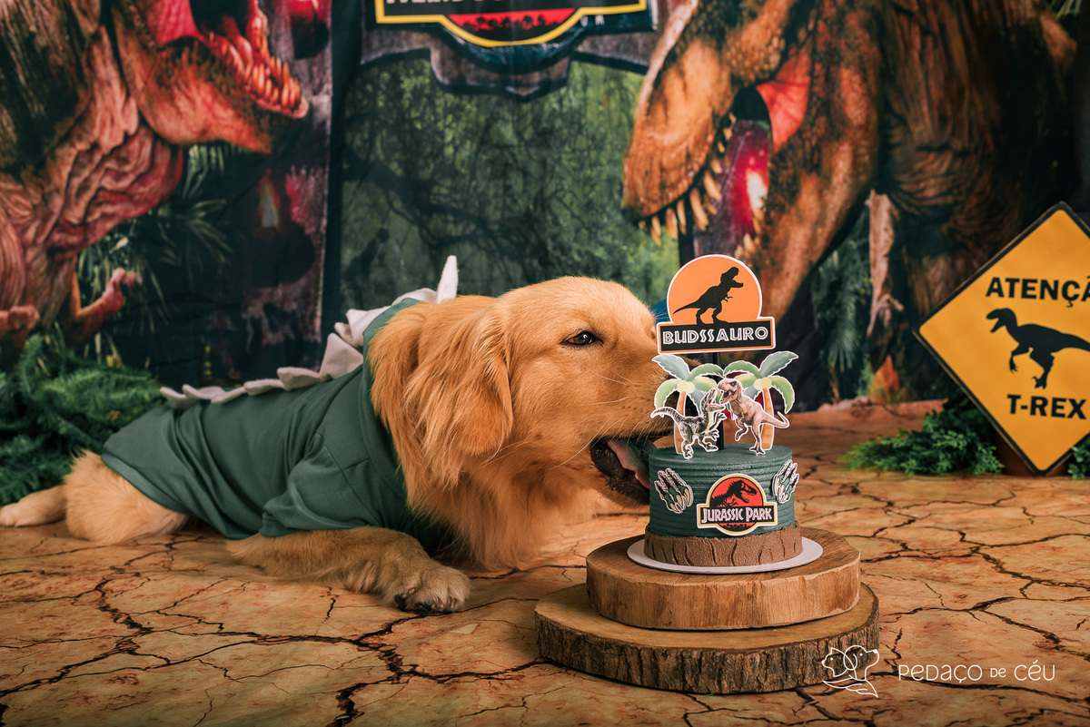 Ensaio pet de aniversário estúdio pet friendly rio de ajneiro