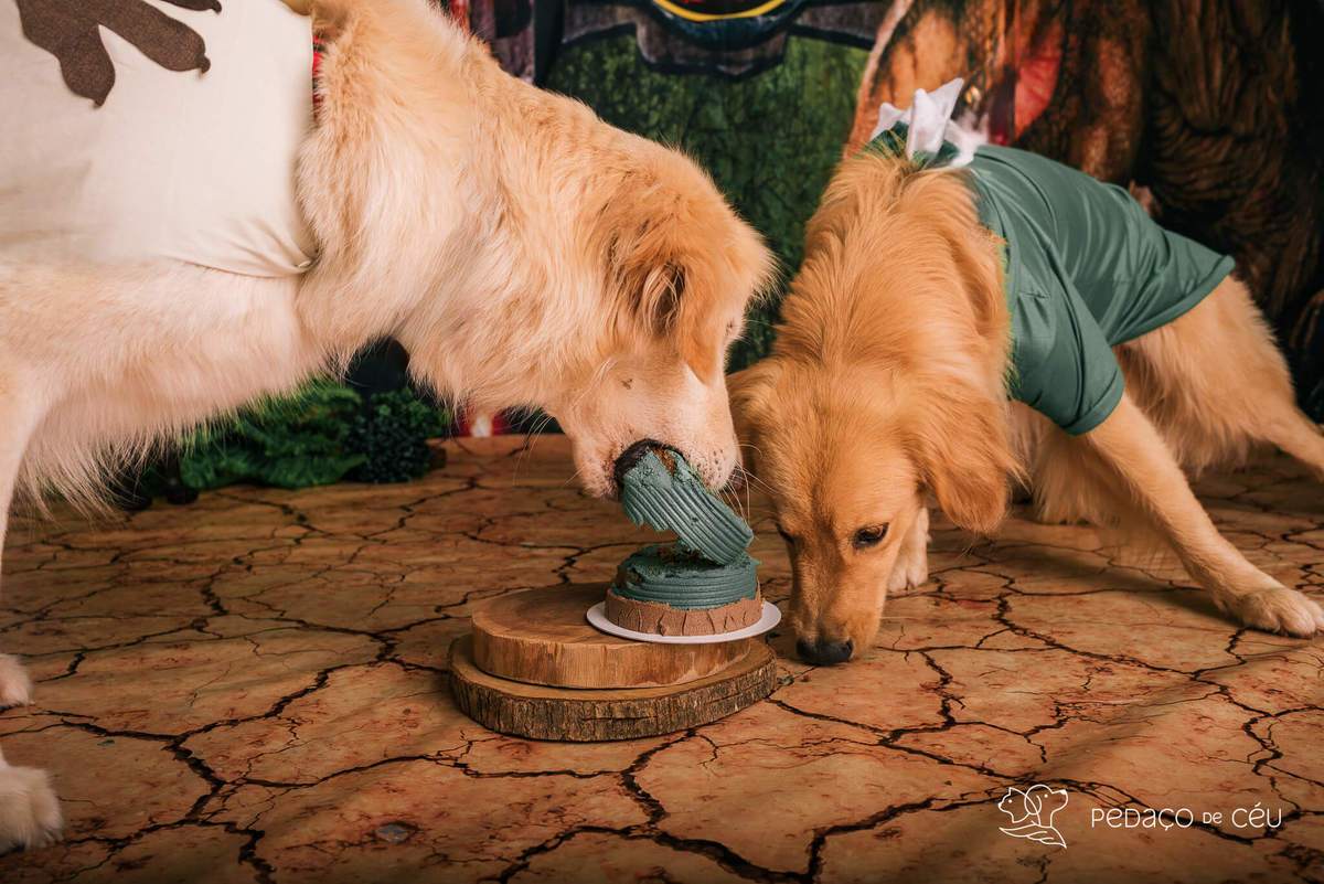 Ensaio pet de aniversário estúdio pet friendly rio de ajneiro