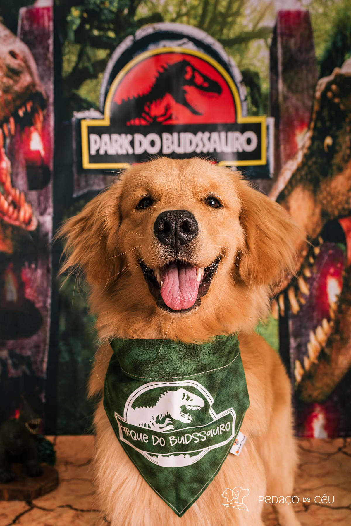 Ensaio pet de aniversário golden rio de ajneiro