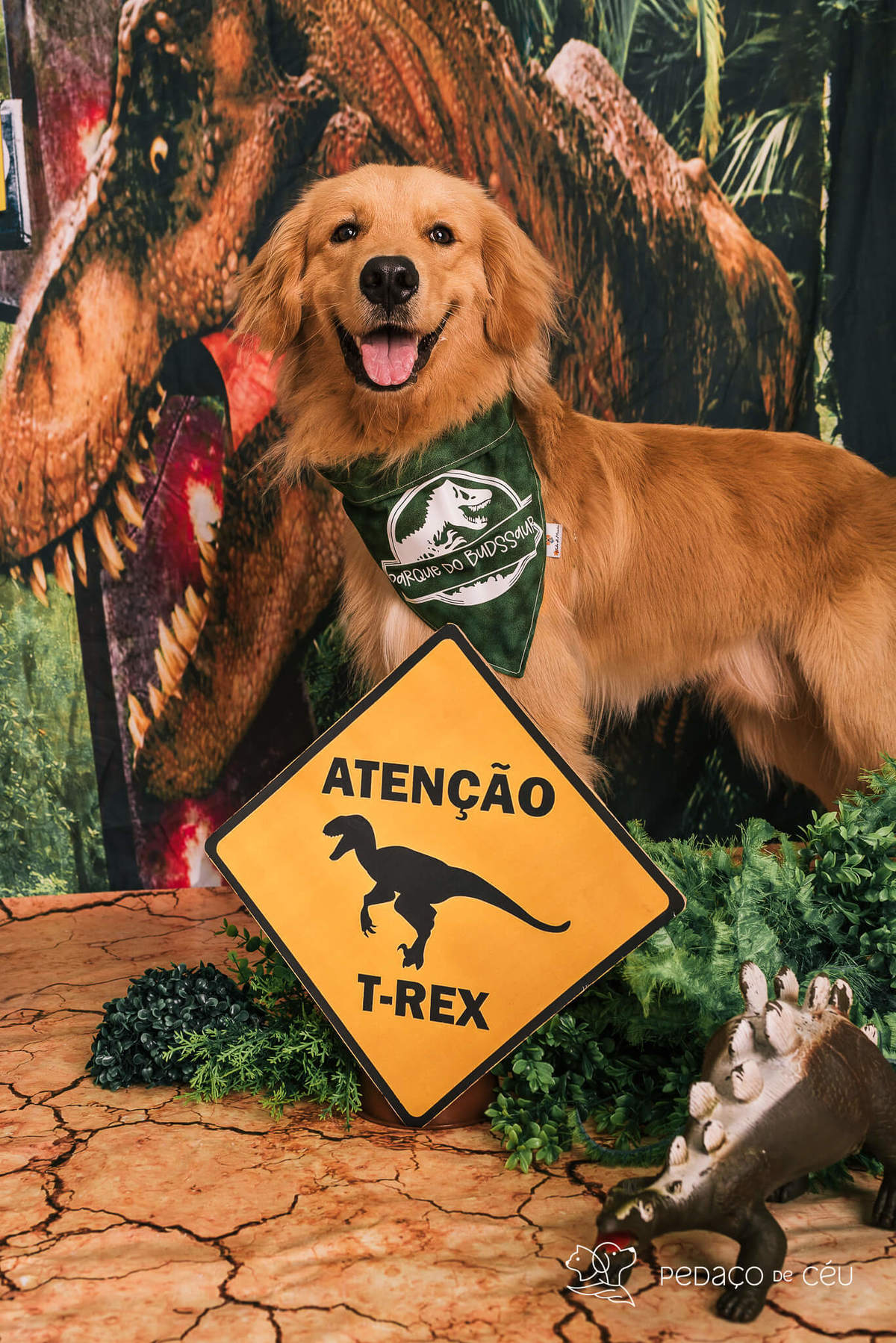 Ensaio pet de aniversário estúdio pet friendly rio de ajneiro