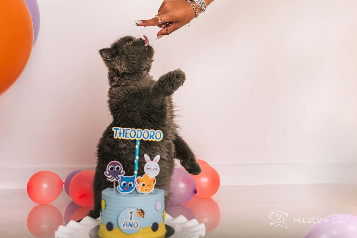 ensaio fotográfico gato persa