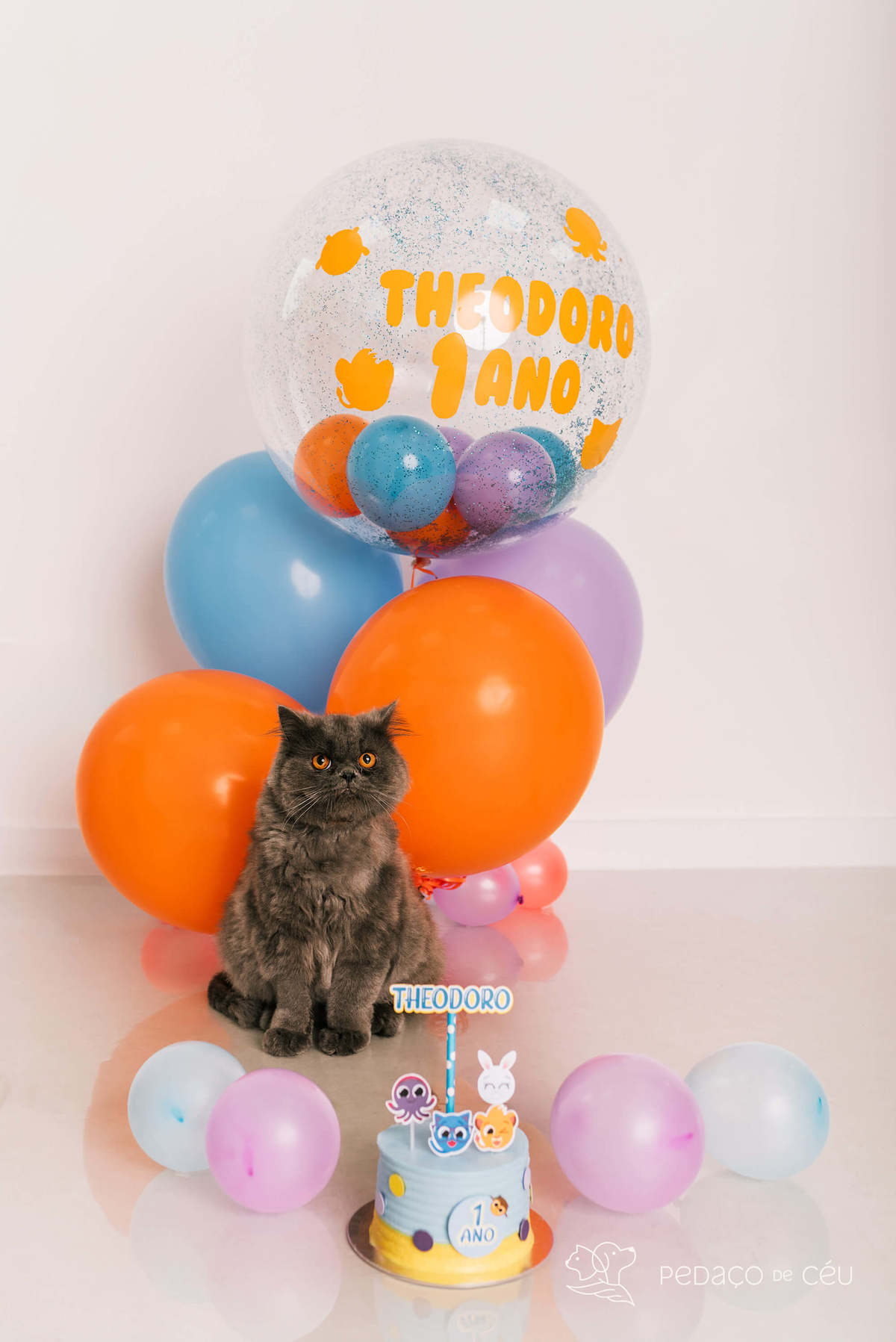 ensaio fotográfico gato persa