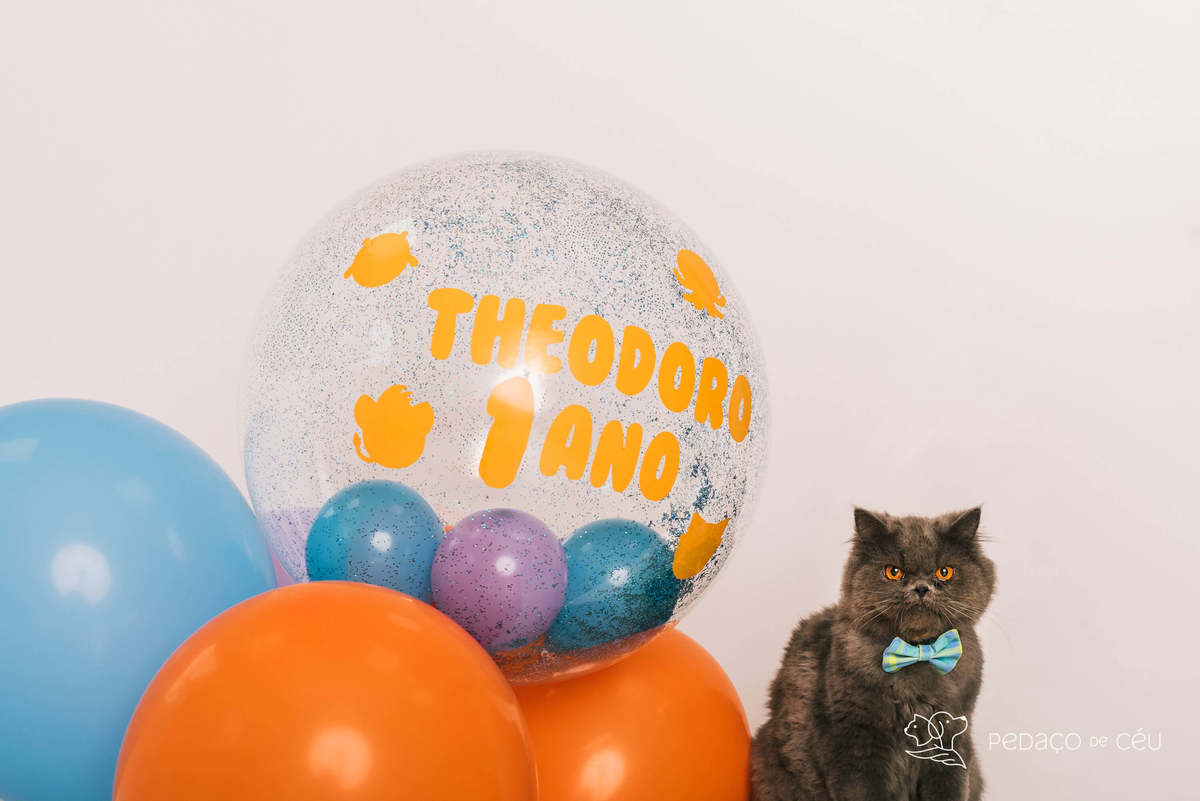 ensaio fotográfico gato persa