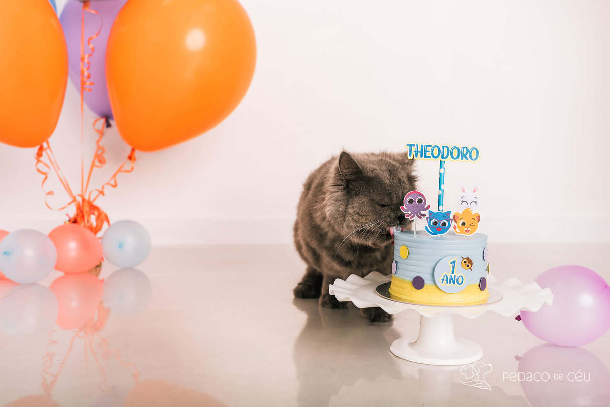 ensaio fotográfico gato persa