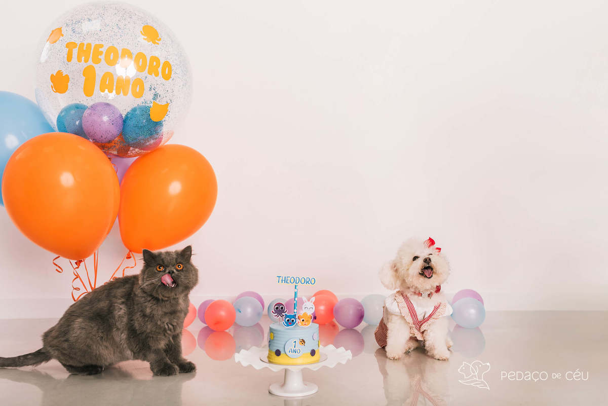 ensaio fotográfico gato persa