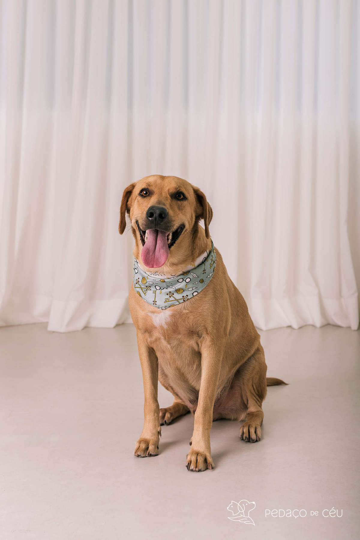 ensaio pet srd estúdio rio de janeiro