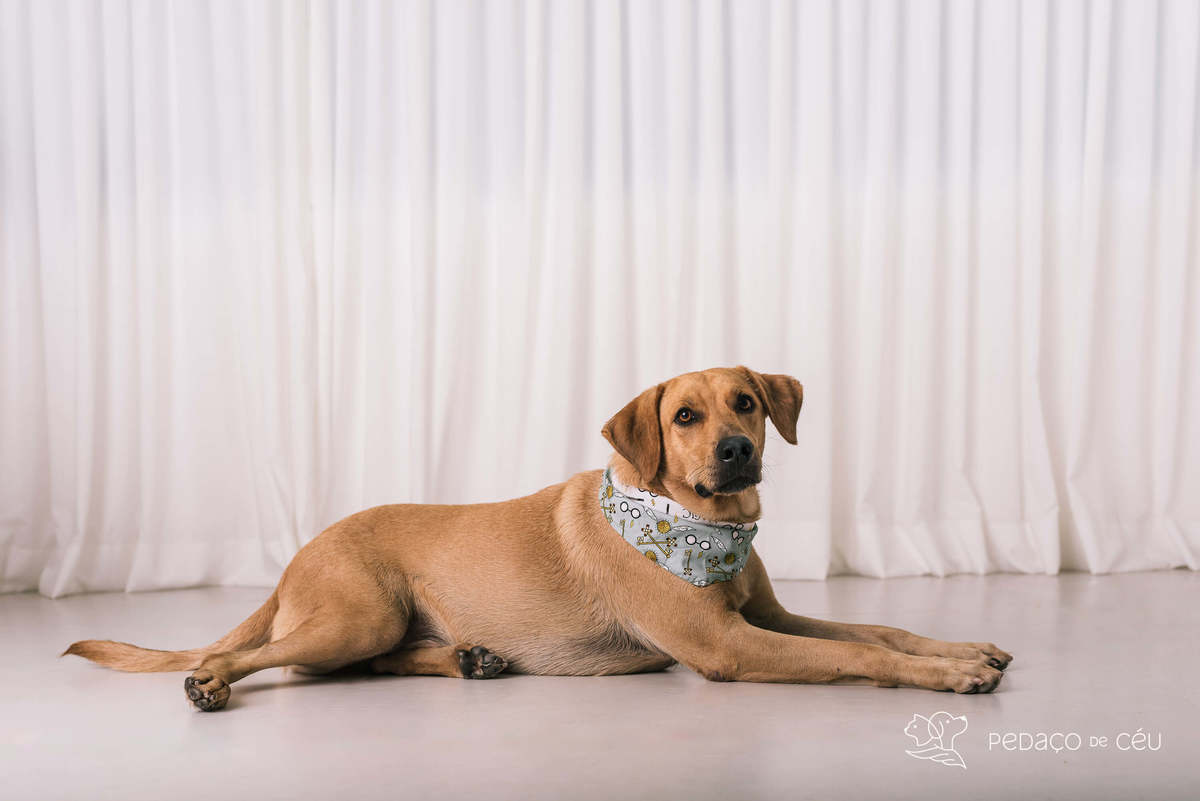 ensaio pet srd estúdio rio de janeiro