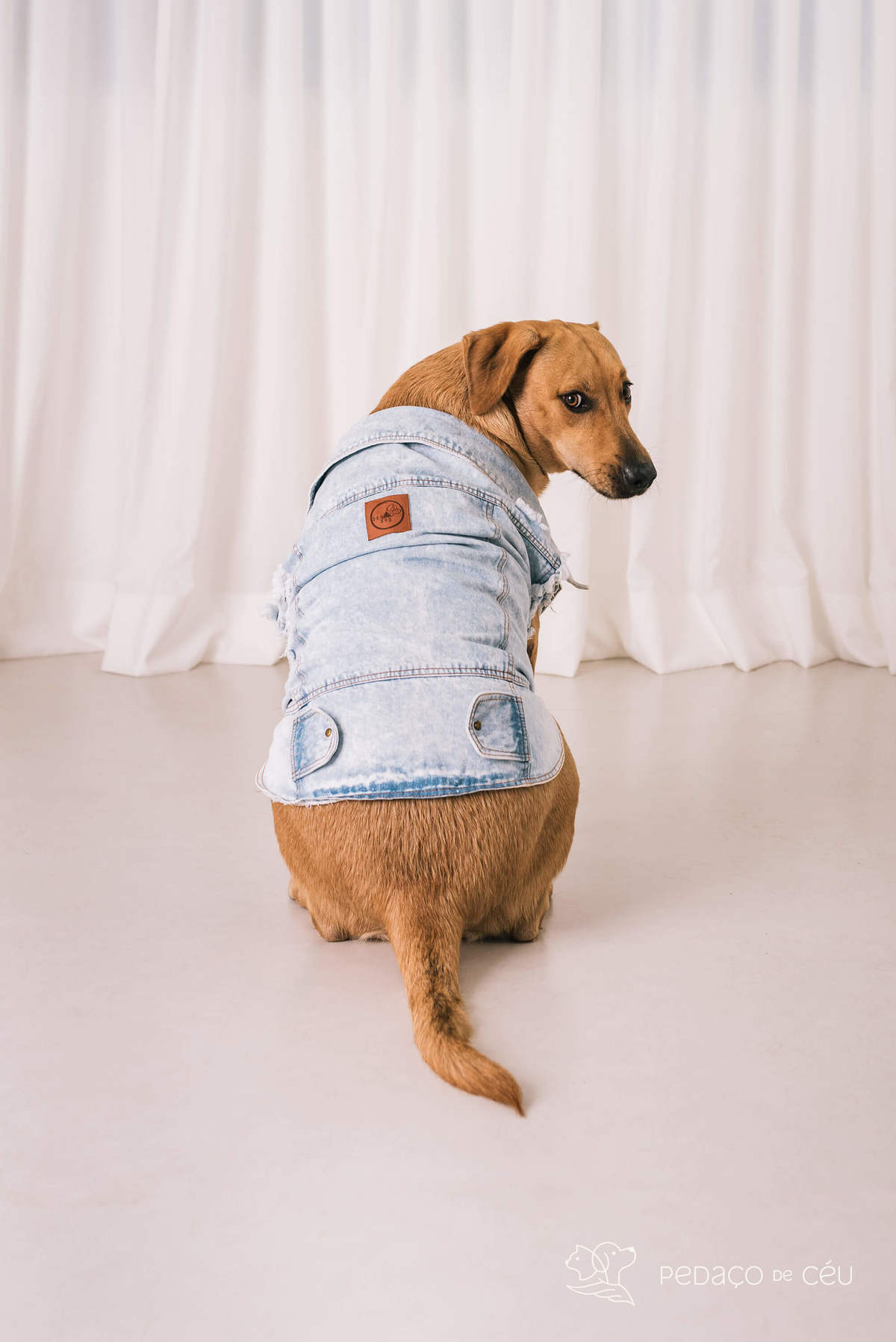 ensaio pet srd estúdio rio de janeiro